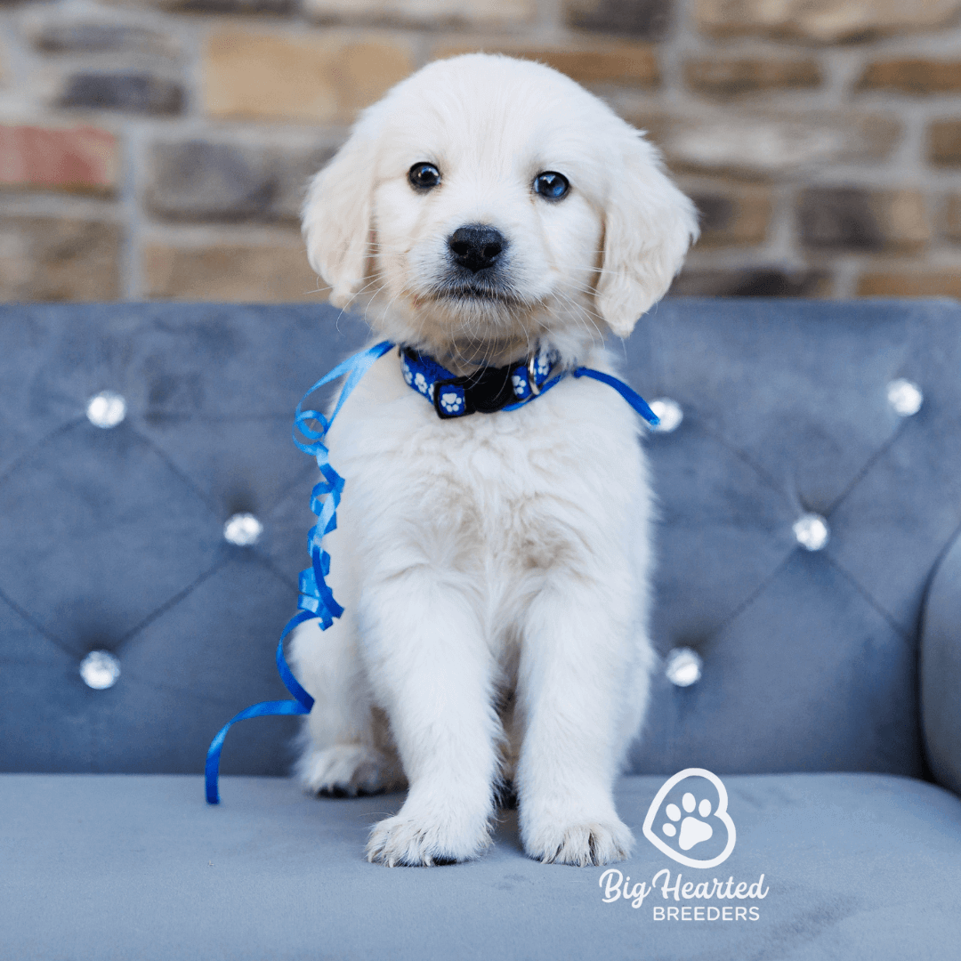 What are Golden Minis/ Mini Golden Retrievers?