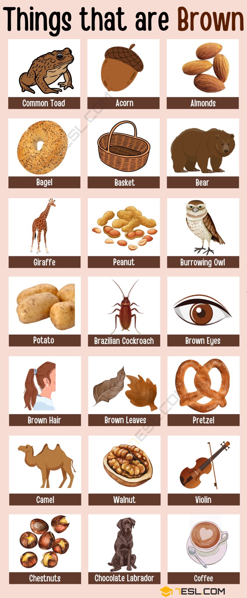 Brown Things In Nature