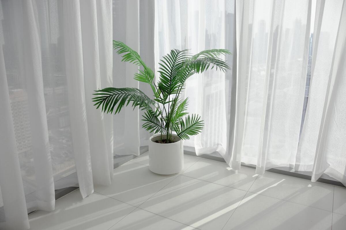 12 Best Indoor Plants For Living Room