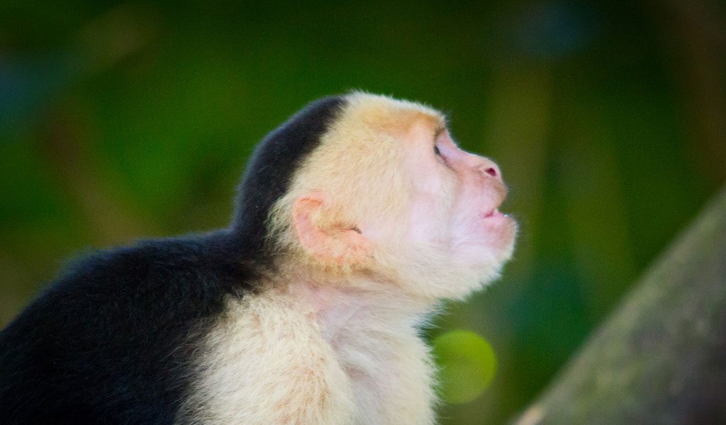 7 Characteristics of Living Things (MRS GREN) - Animal Corner