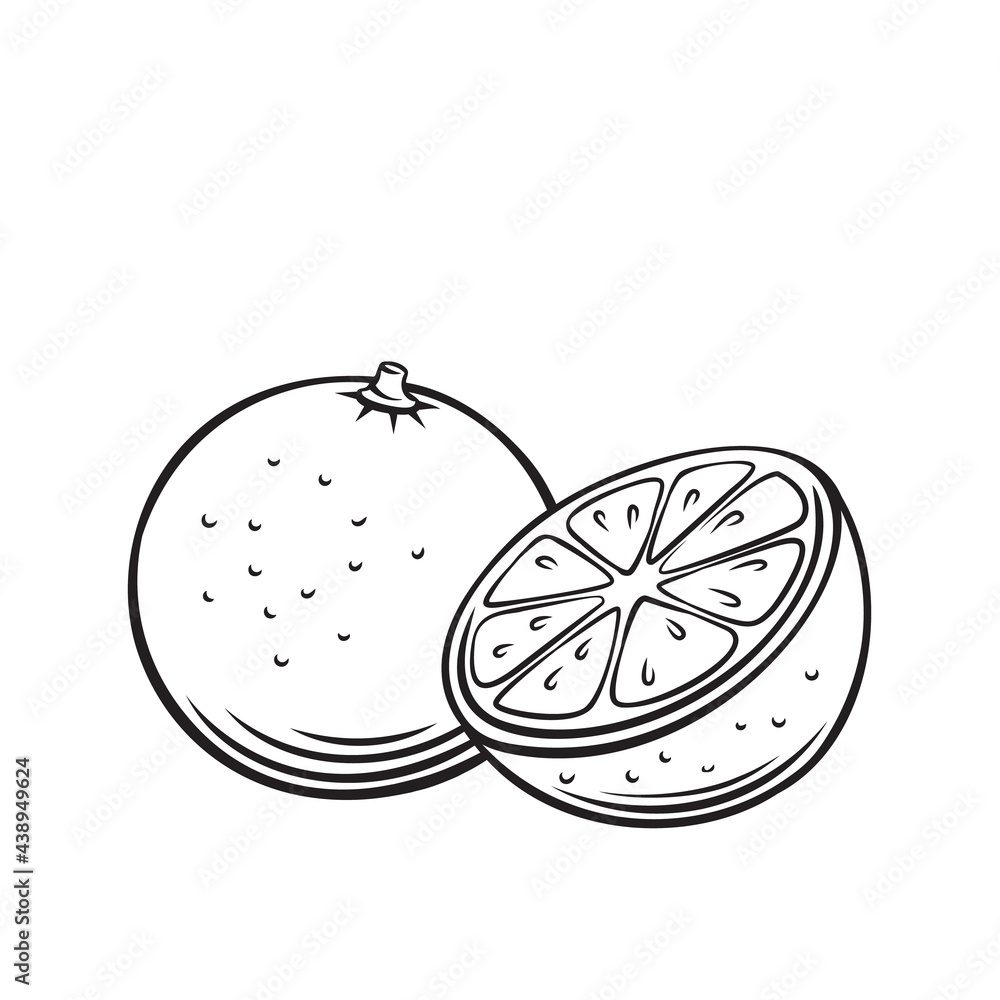Orange fruit outline vector icon, drawing monochrome illustration ...