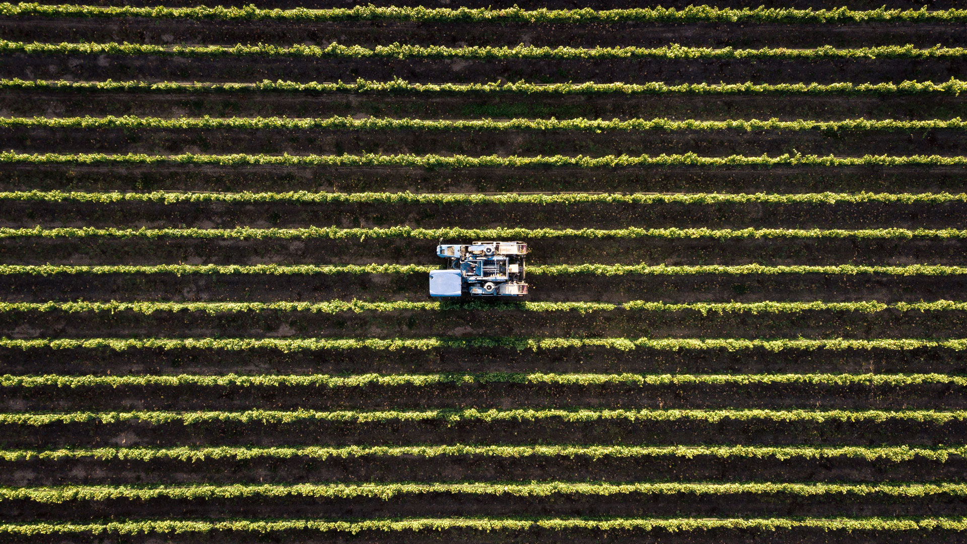 Solving the Climate Crisis with the Slow Living Movement