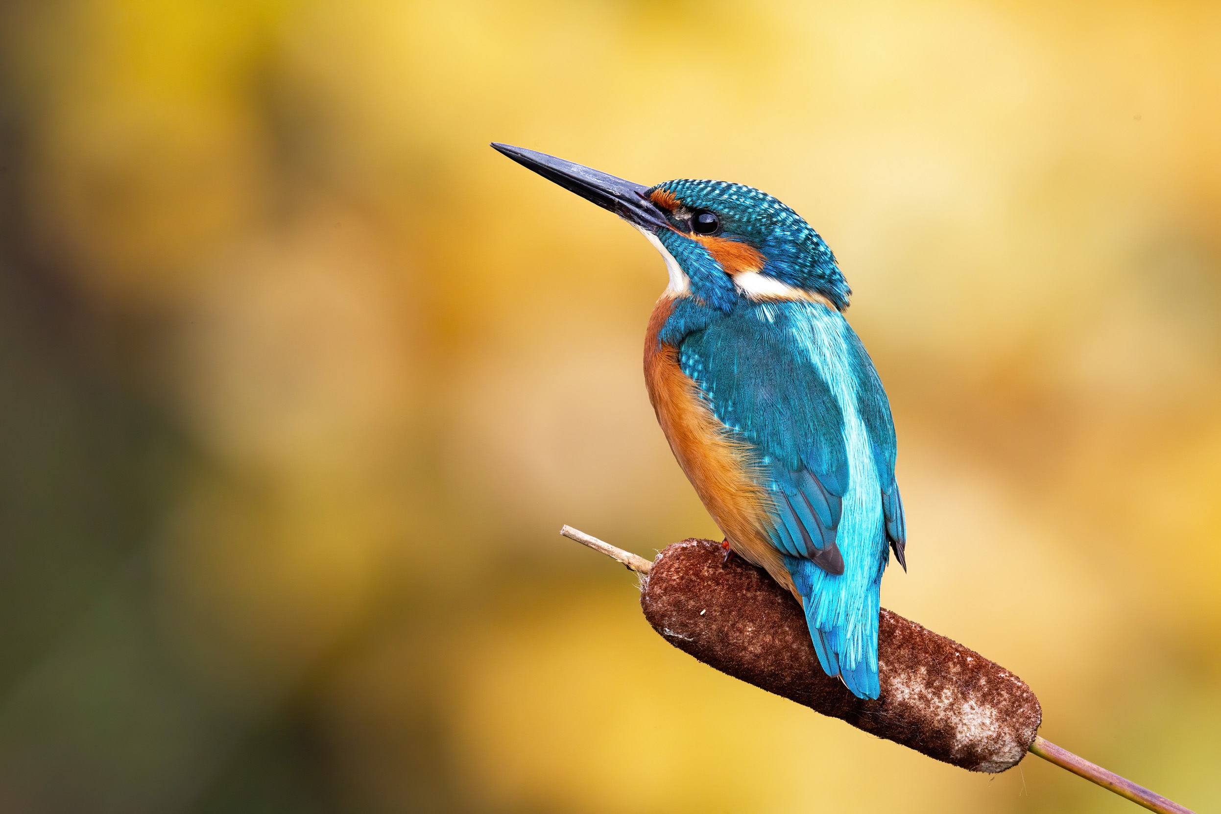 Kingfisher Bird Facts | Alcedo Atthis