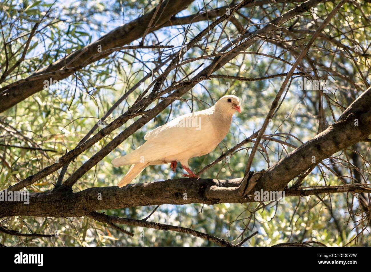White dove on tree hi-res stock photography and images - Alamy