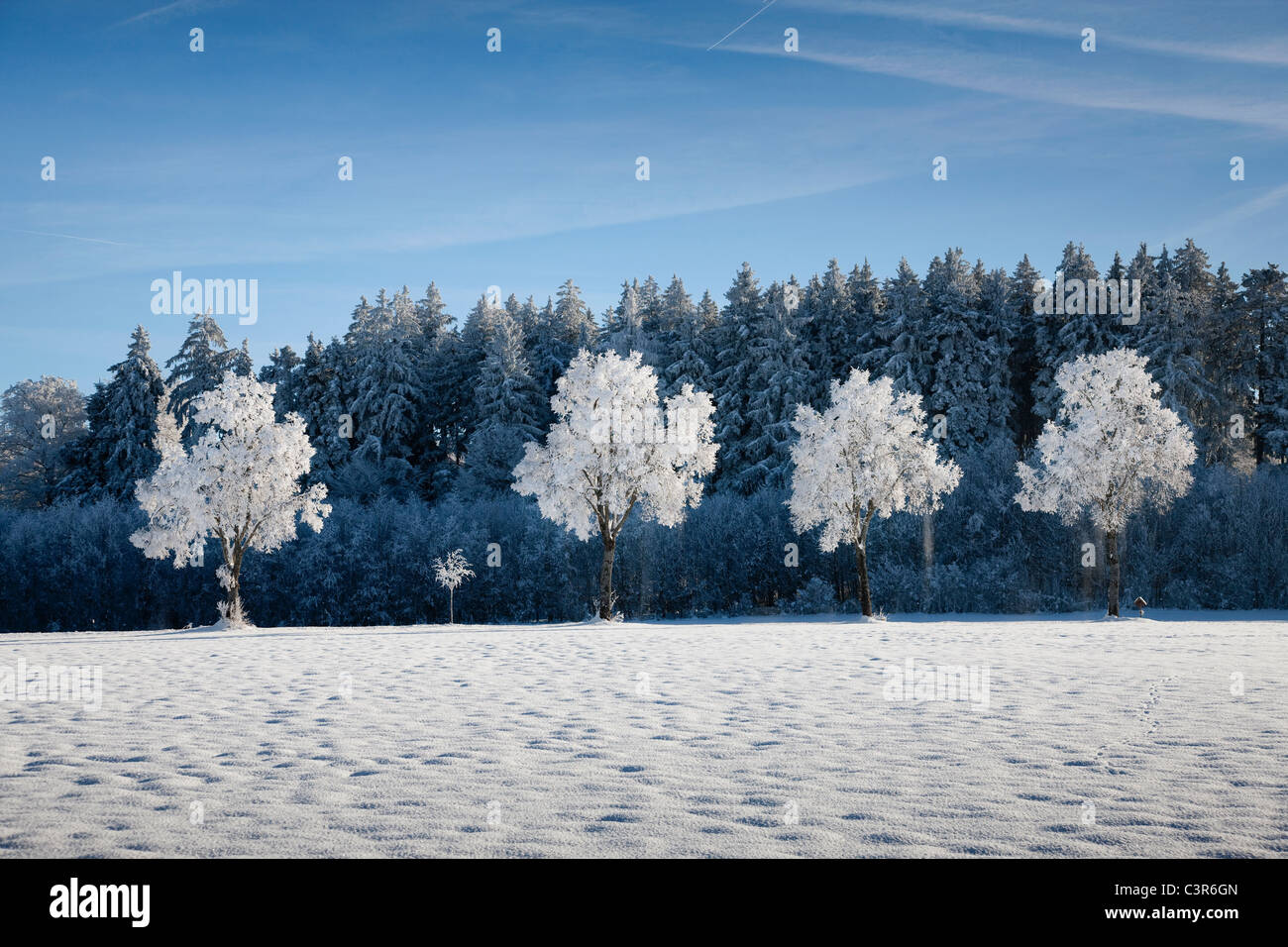 White frosted trees in hi-res stock photography and images - Alamy