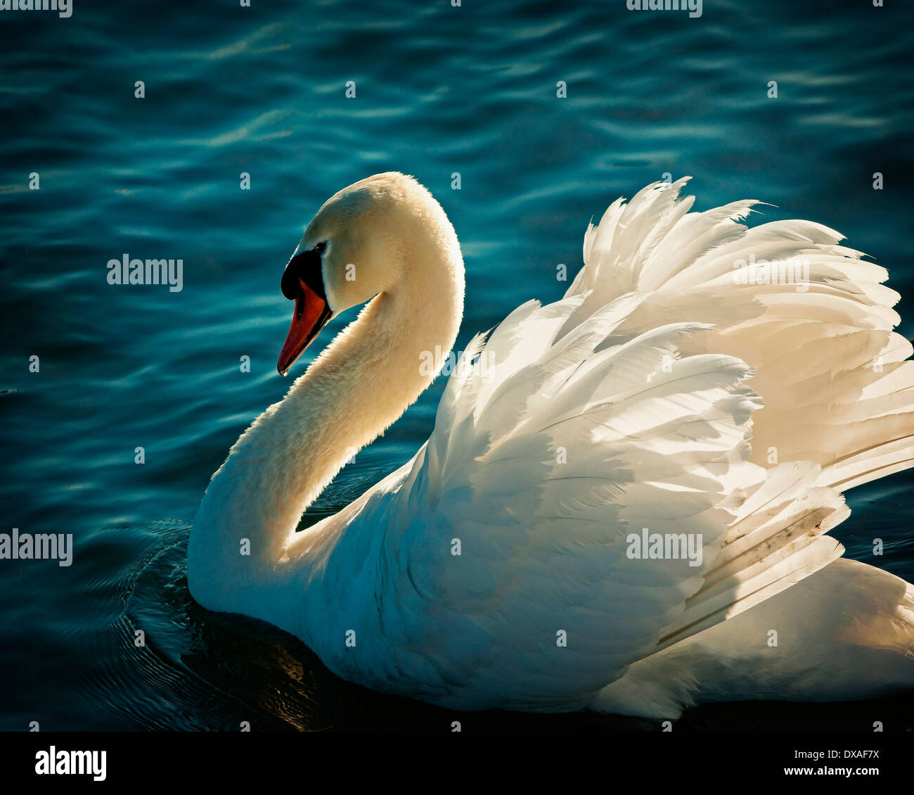 Wild white swan swimming on hi-res stock photography and images - Alamy