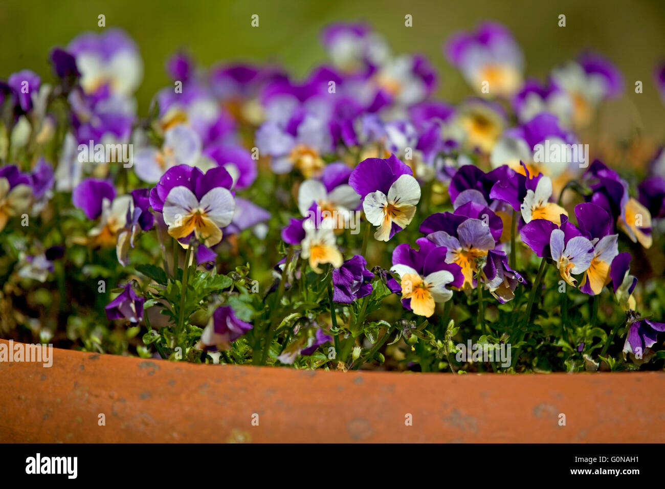 Flowering white purple tulips hi-res stock photography and images - Alamy
