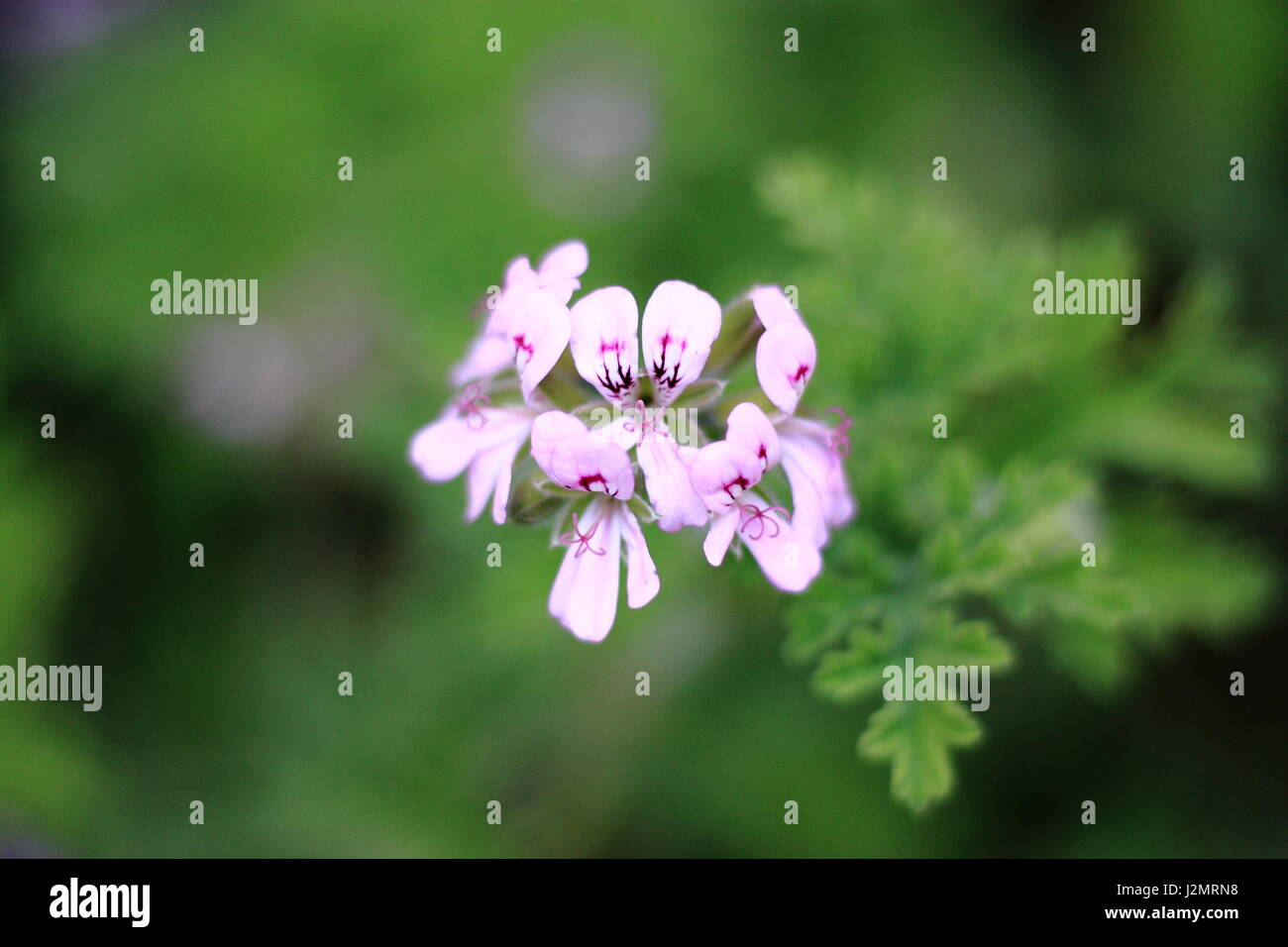 Nature beauty natural colors hi-res stock photography and images - Alamy