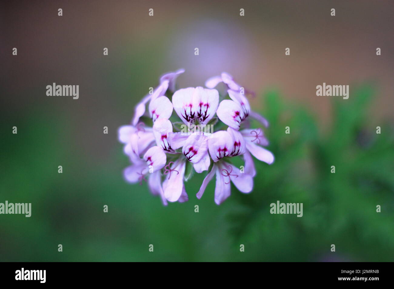 Nature beauty natural colors hi-res stock photography and images - Alamy