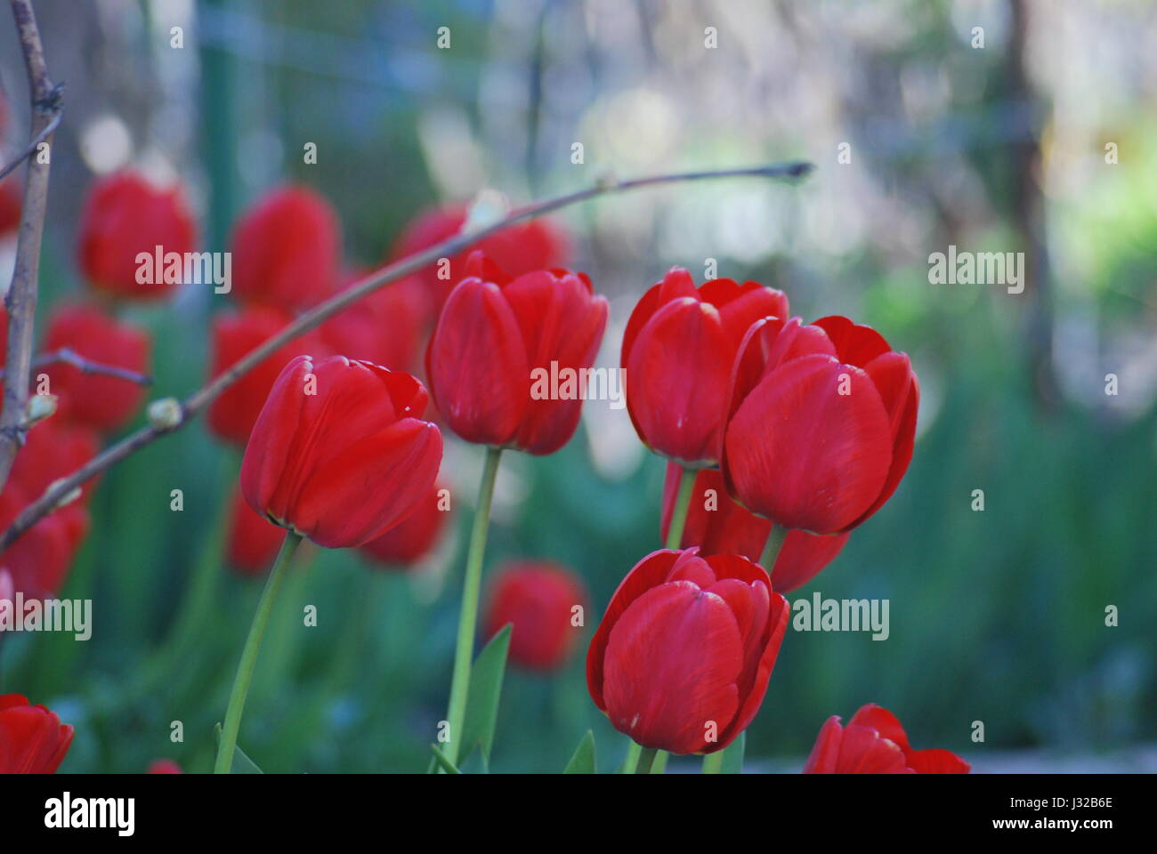 Understanding nature hi-res stock photography and images - Alamy