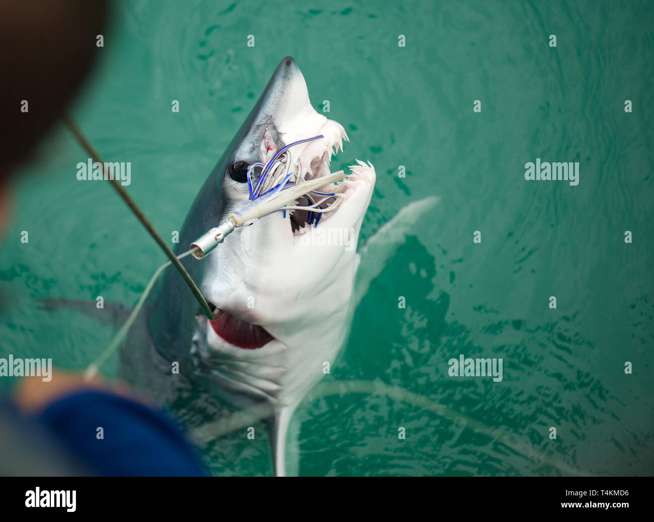 Small fish caught on hook hi-res stock photography and images - Alamy