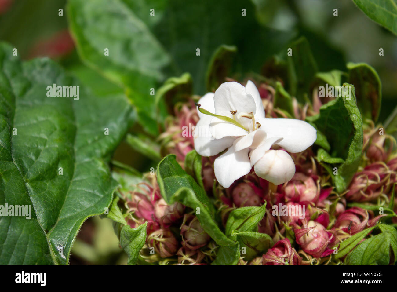 White flower in full hi-res stock photography and images - Alamy