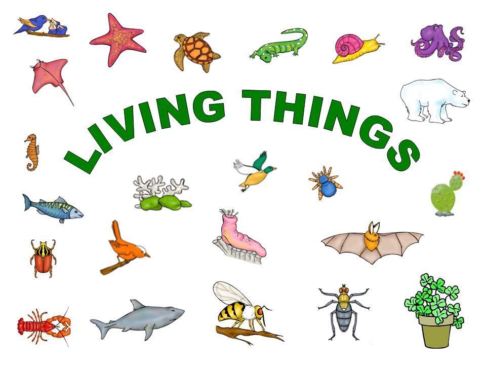 Living things | Mind Map
