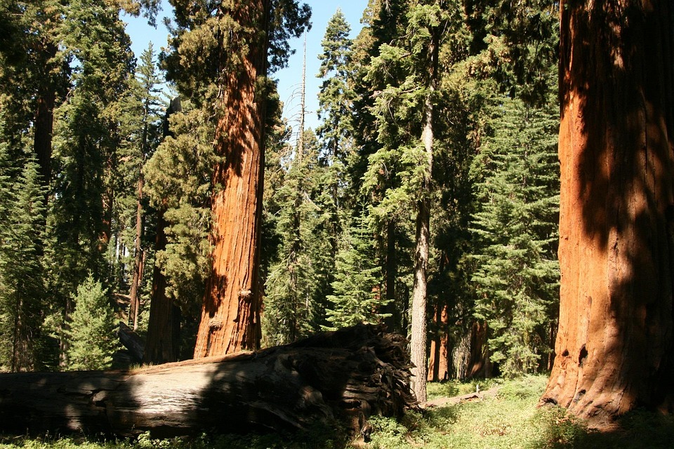Redwood Giant Trees · Free photo on Pixabay