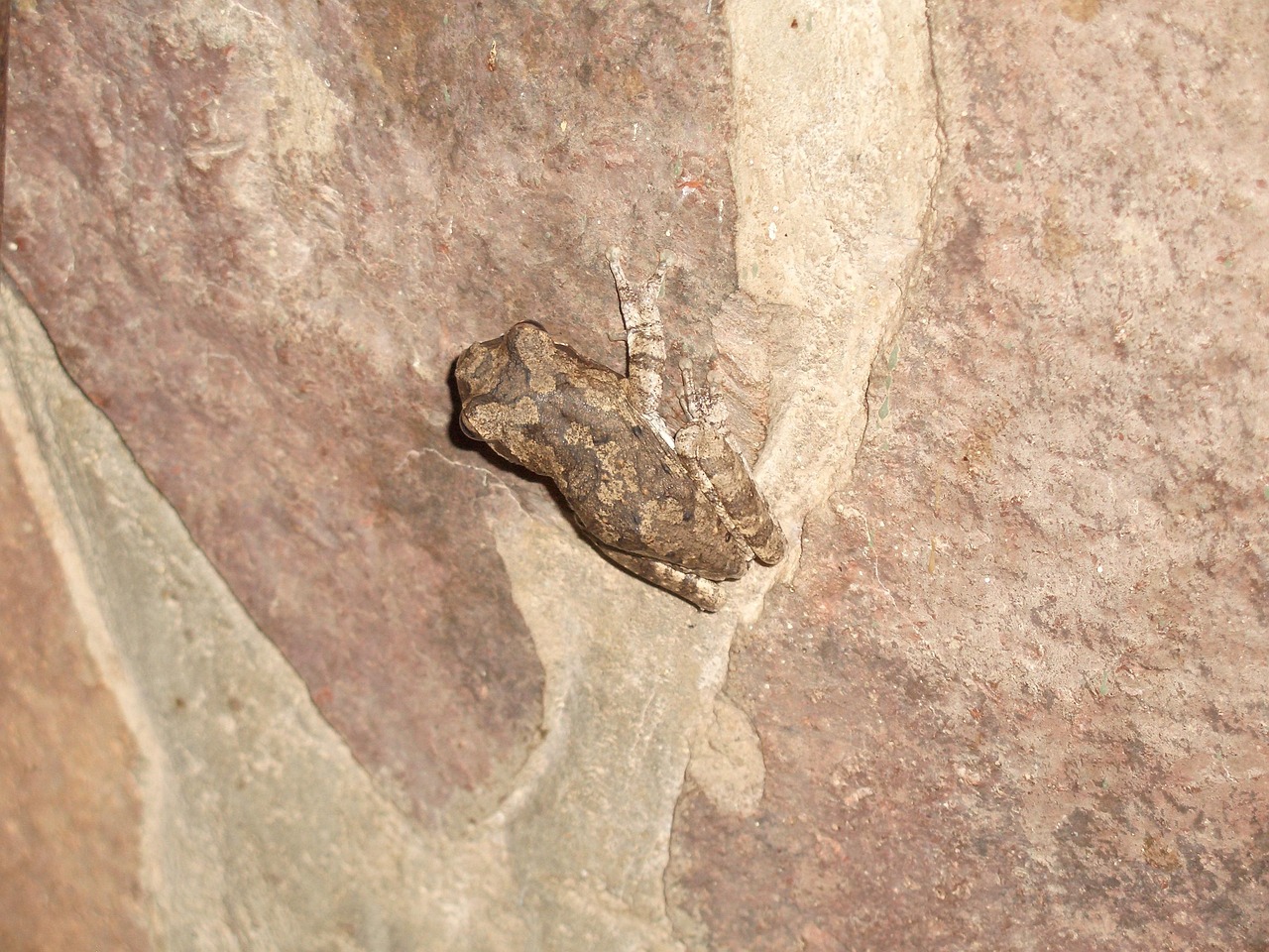 Frog Wall - Free photo on Pixabay - Pixabay