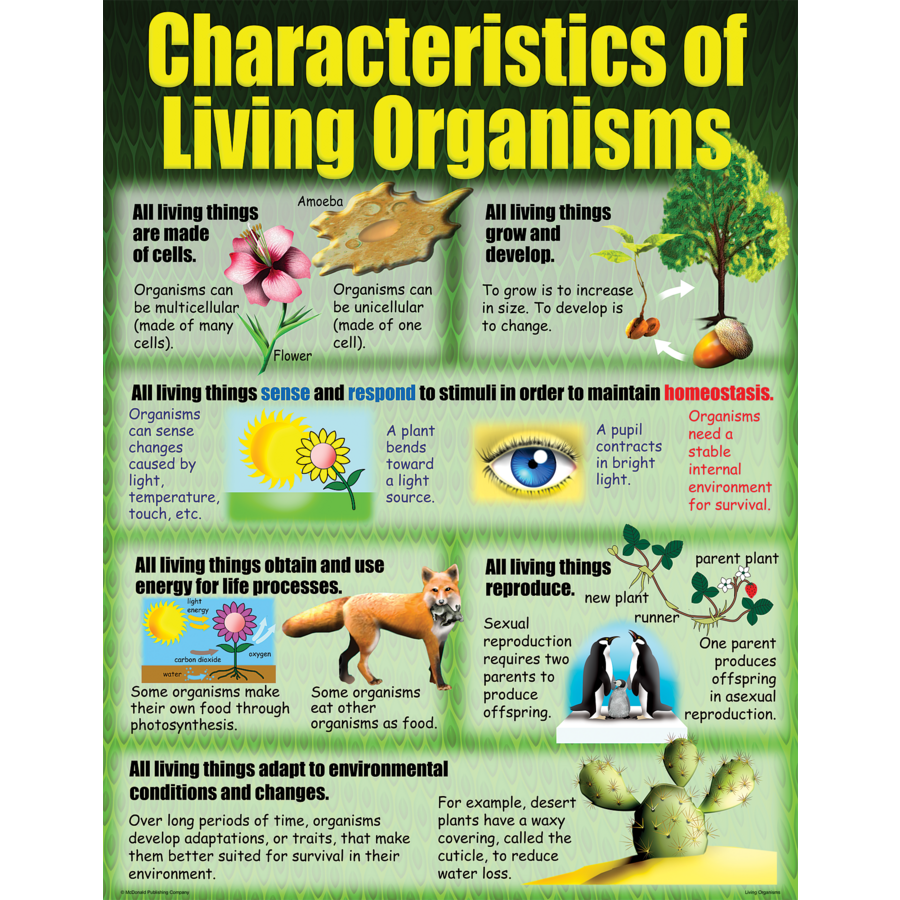 Characteristics Of Living Things A Poster Set Science Year Living | My ...