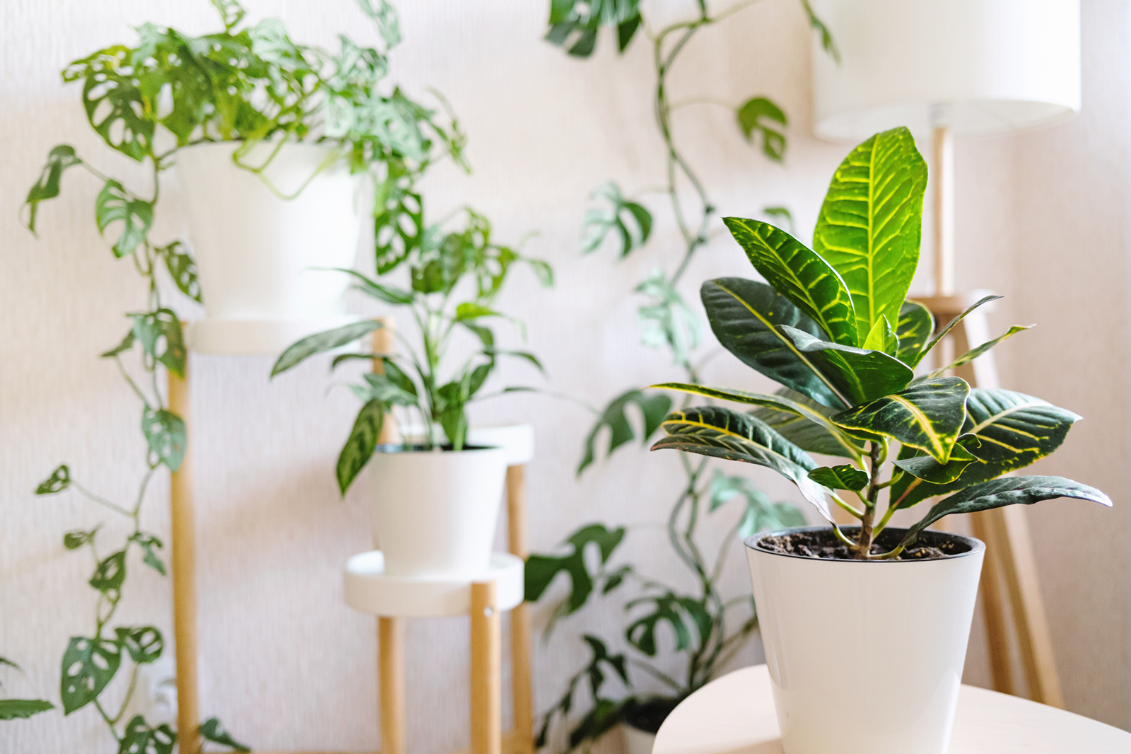 Decorate Living Room With Indoor Plants | Baci Living Room