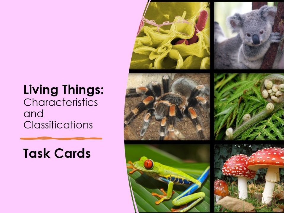 Living Things: Characteristics and Classification Task Cards | Teaching ...
