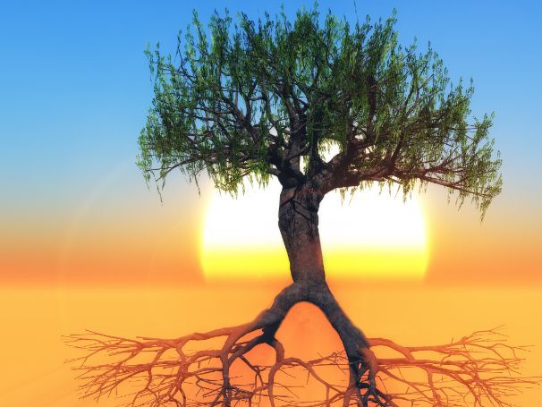 Characteristics of Living Organisms | Teaching Resources