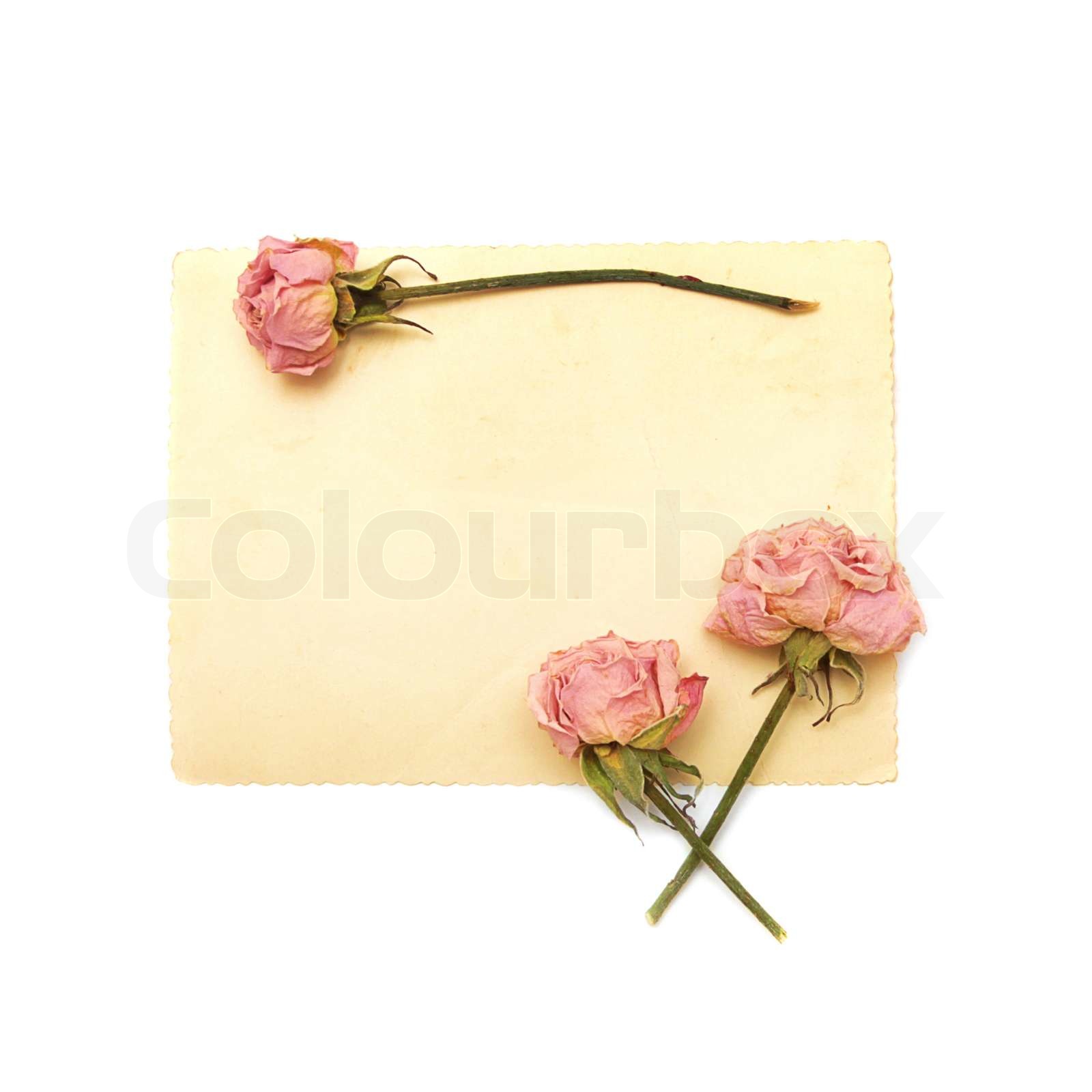 Blumen und Vintage Papier auf weißem Hintergrund | Stock Bild | Colourbox