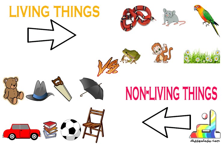 Difference Between Living And Non Living Things | Diffeology