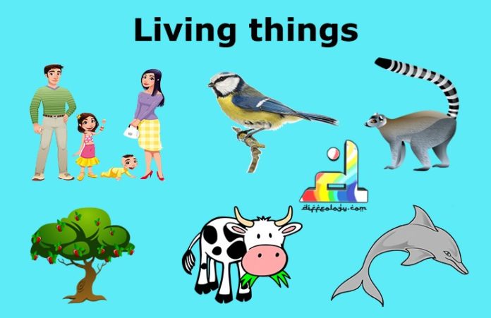 Difference Between Living And Non Living Things | Diffeology