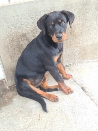Rottweiler • Ebadta.com