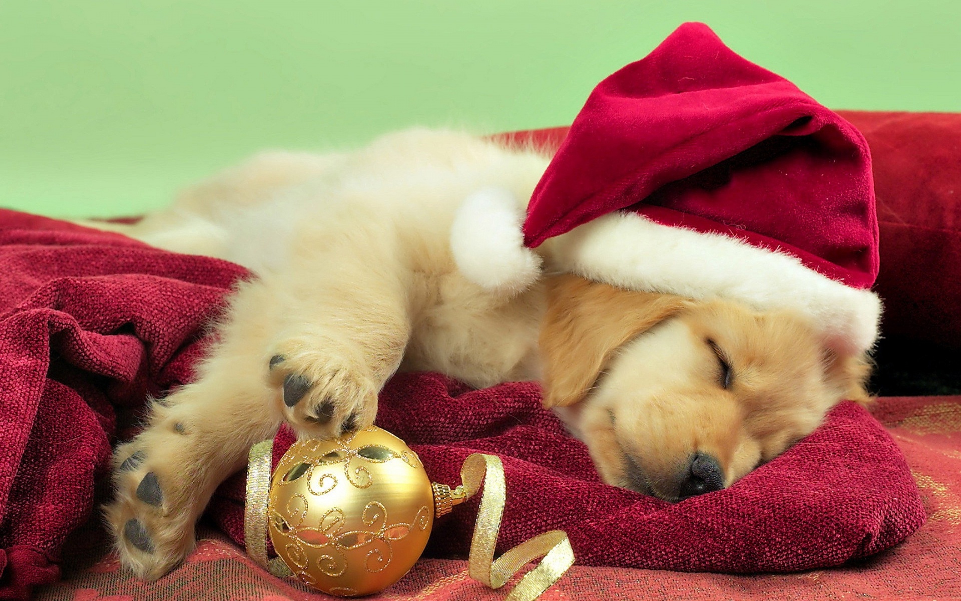 Adorable Gift wallpaper | 1920x1200 | #11267