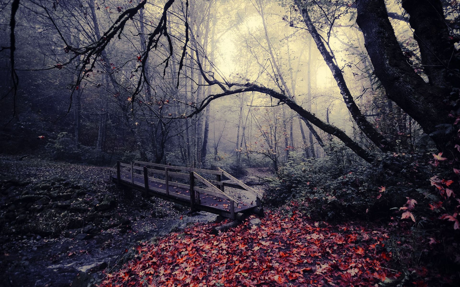 River Path Background wallpaper | 2560x1600 | #31642