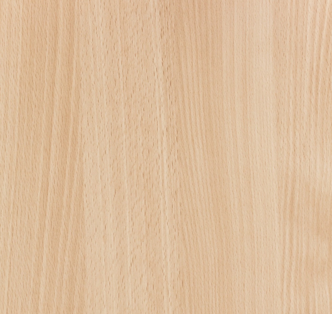 Beech Wood