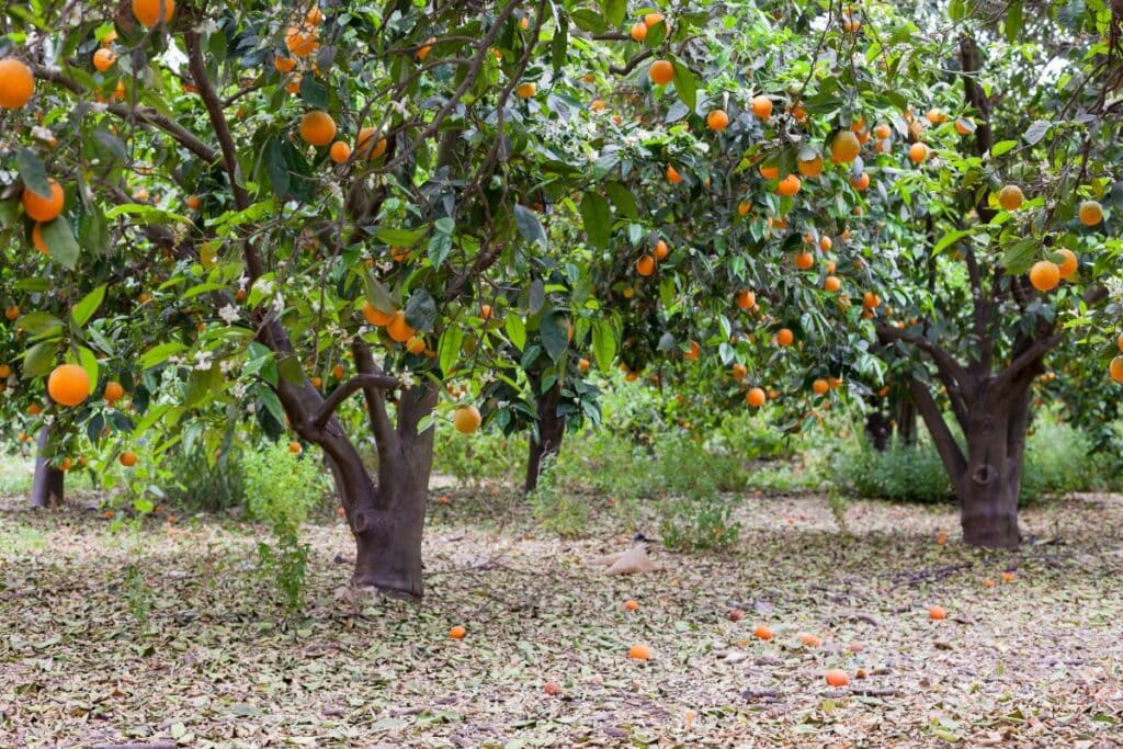 Orange Groves For Sale Highlands County Florida at Rachael Flynn blog