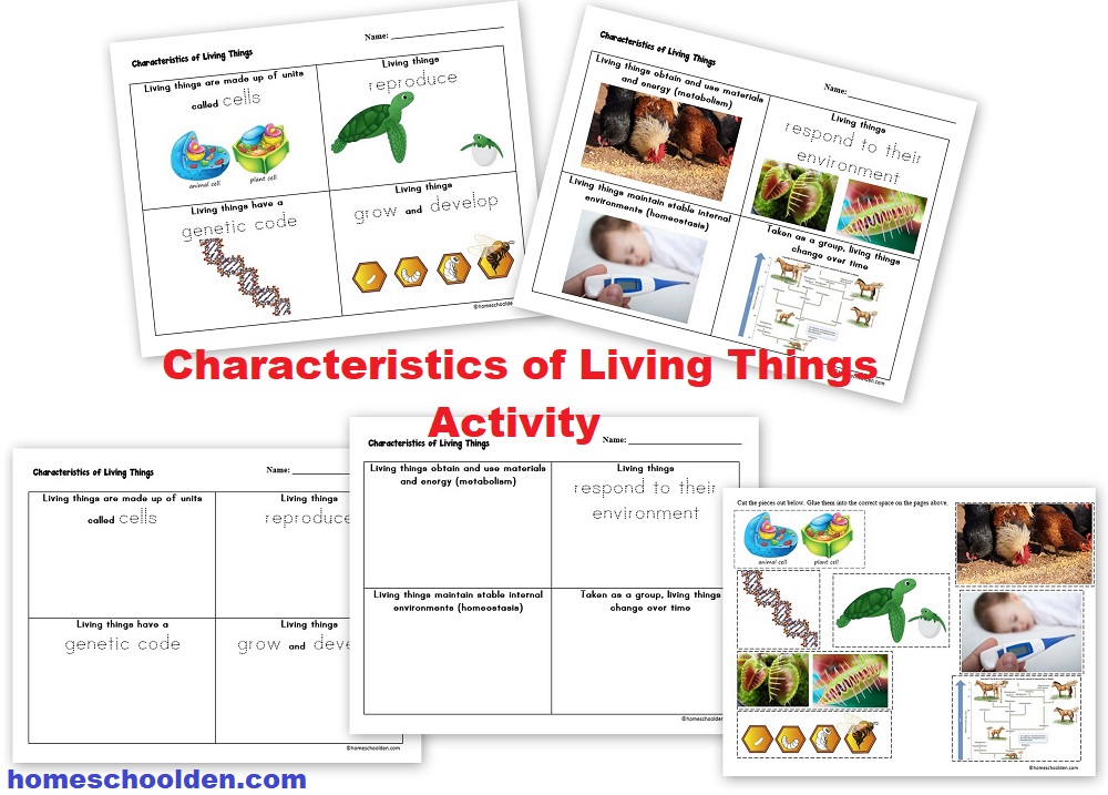 Characteristics Of Living Things Worksheet – E-streetlight.com