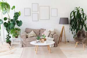 10 best indoor plants for living room