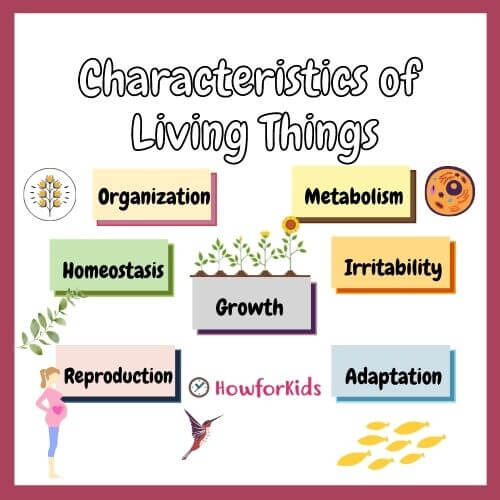 Characteristics and Classification of Living Organisms – HowForKids