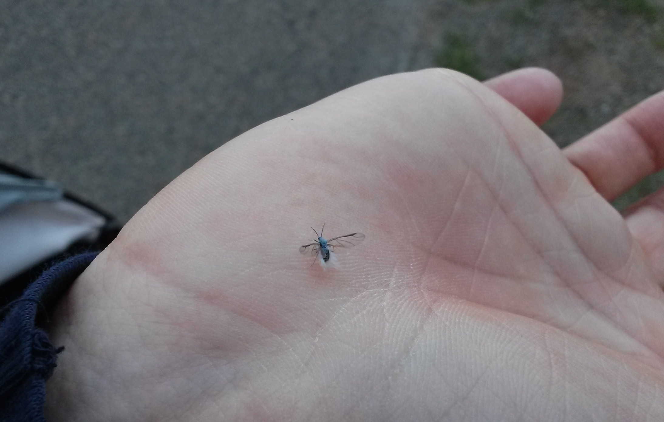 Identification of small fuzzy flying insect (pic) - Biology Stack Exchange