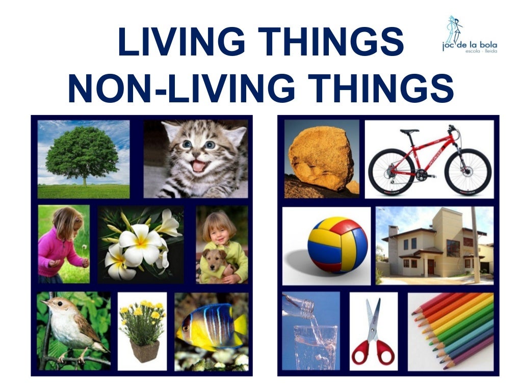 Difference Between Living Things And Non Living Thing - vrogue.co