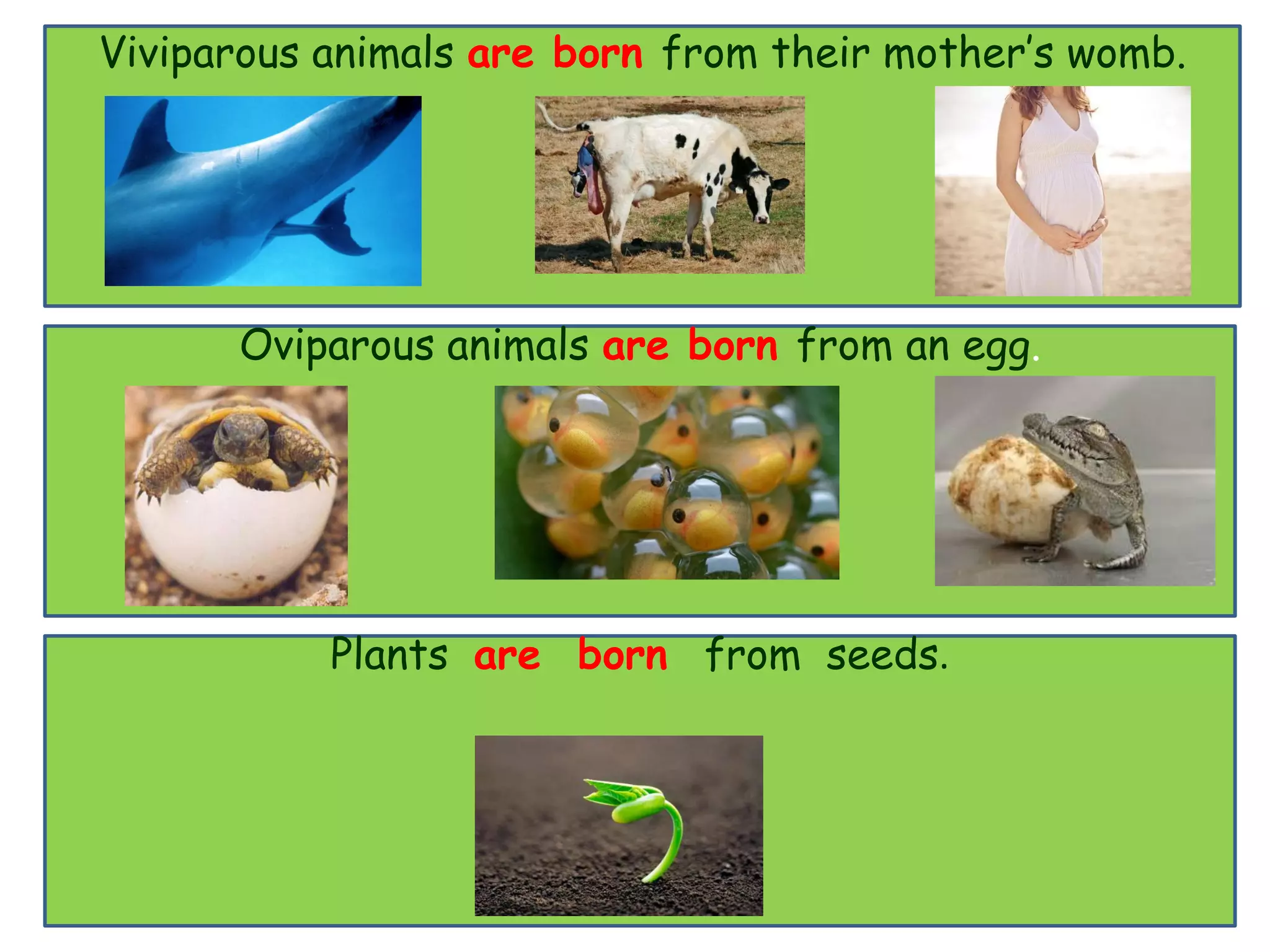Living and non living things | PDF