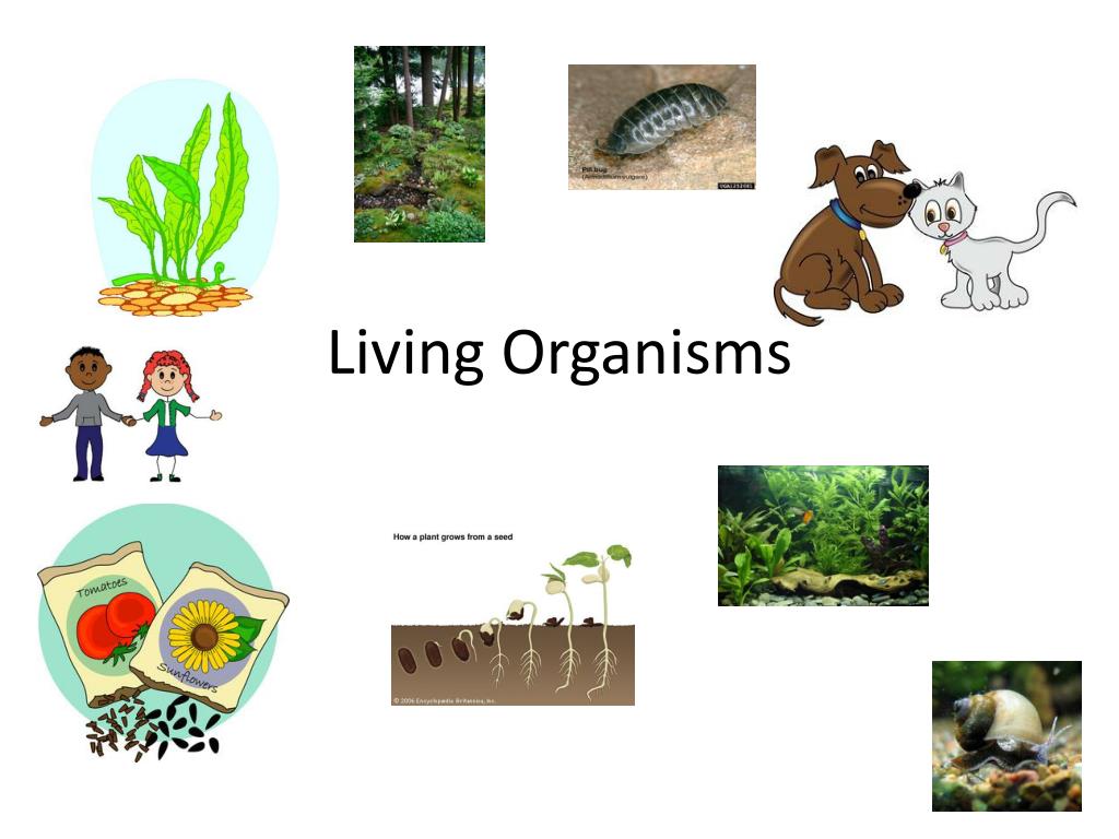 What Is Living Things And Examples at Gregory Yancey blog