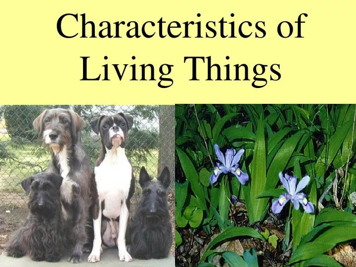 PPT - Characteristics of Living Things PowerPoint Presentation, free ...