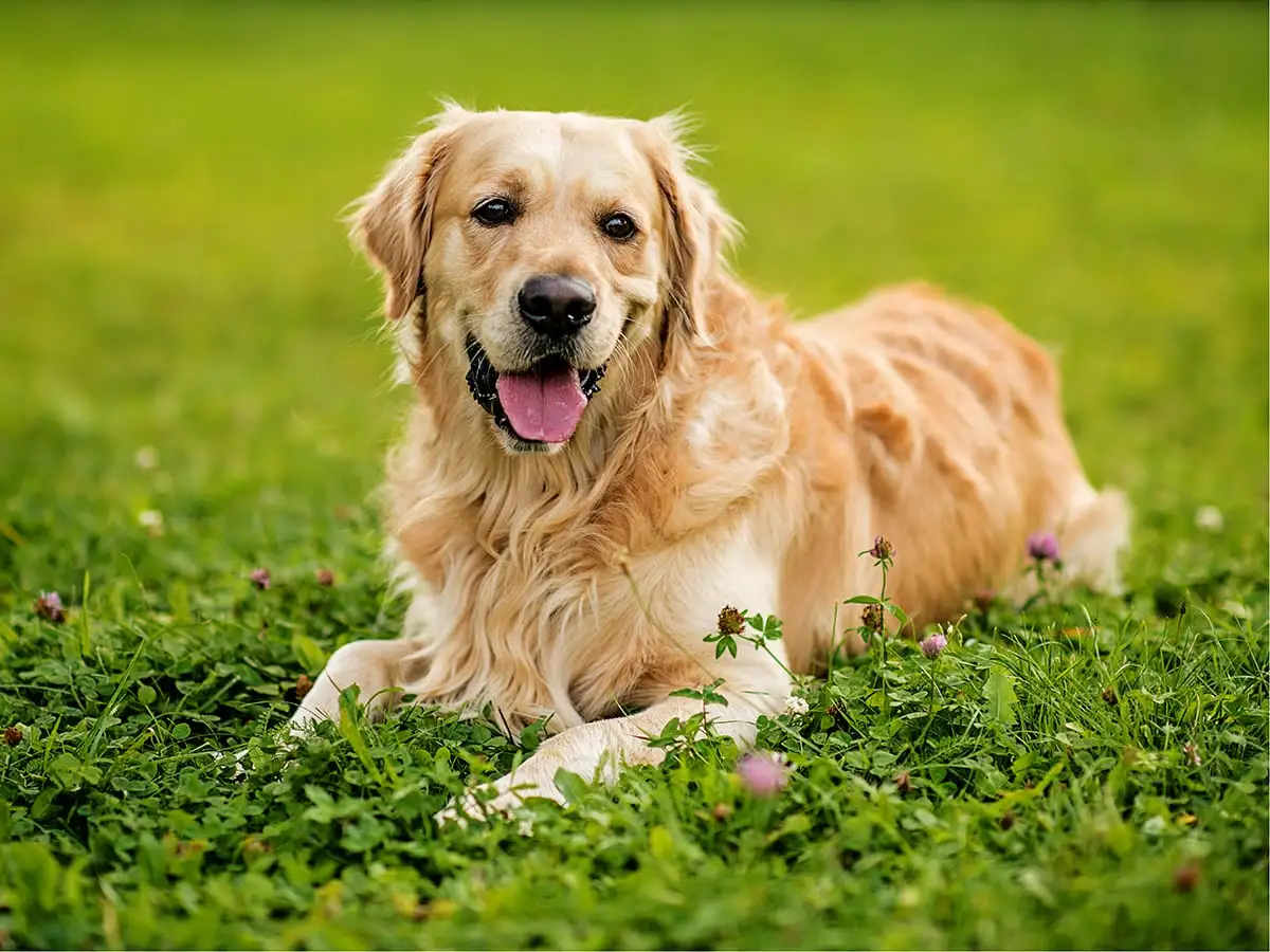 How Much To Buy A Golden Retriever? – Golden Bailey Dogs