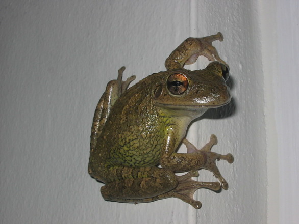 frog on wall, photo files, #1495509 - FreeImages.com