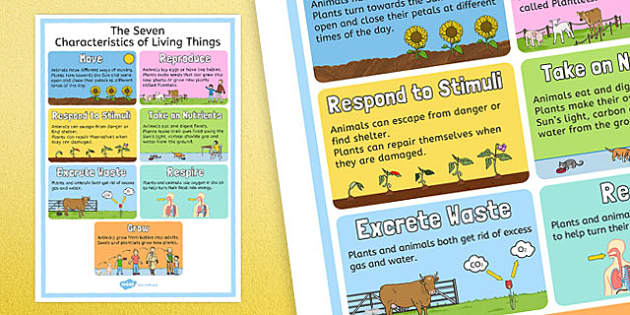Characteristics of Living Things Display Poster - australia