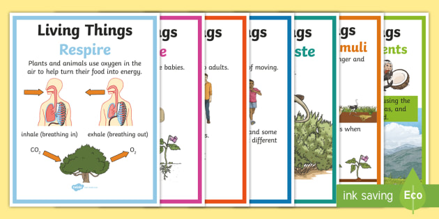 Characteristics of Living Things | Display Resources