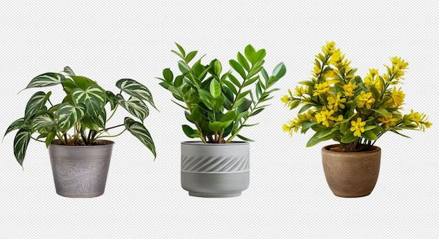 Premium PSD | Indoor plants