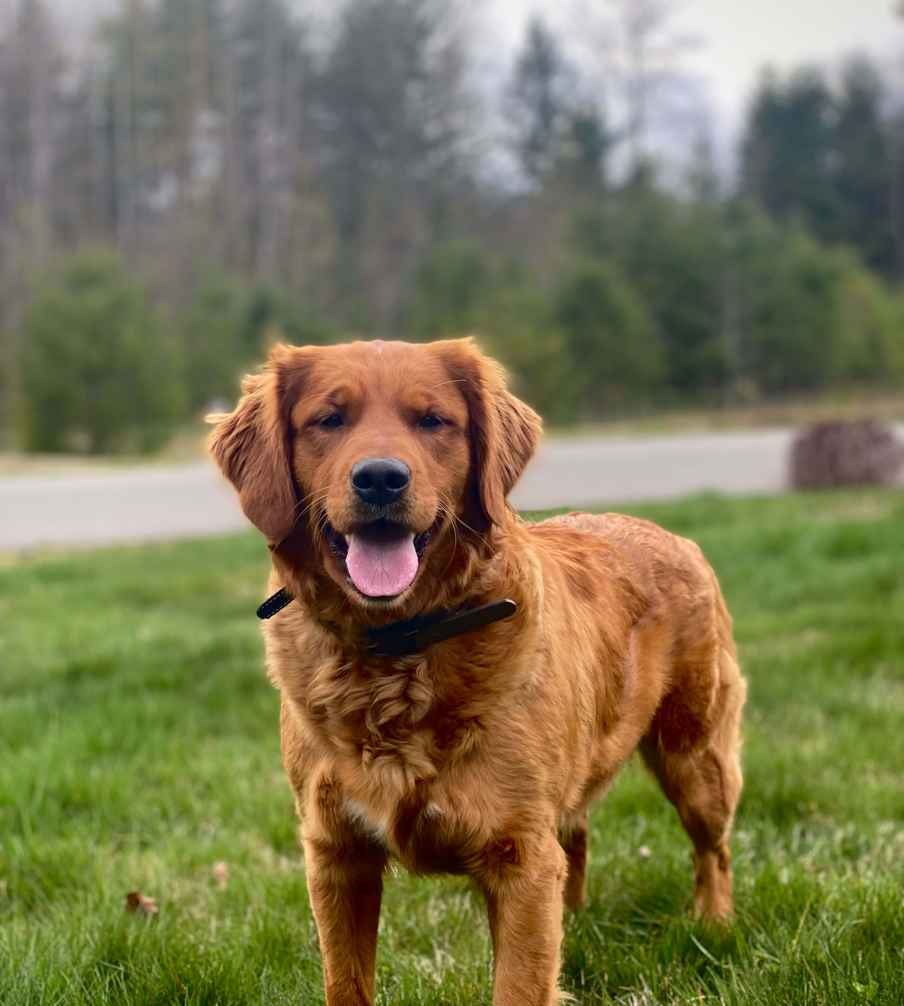 Mia’s puppies - Dark Red Field Golden Retriever - Puget Sound Golden ...