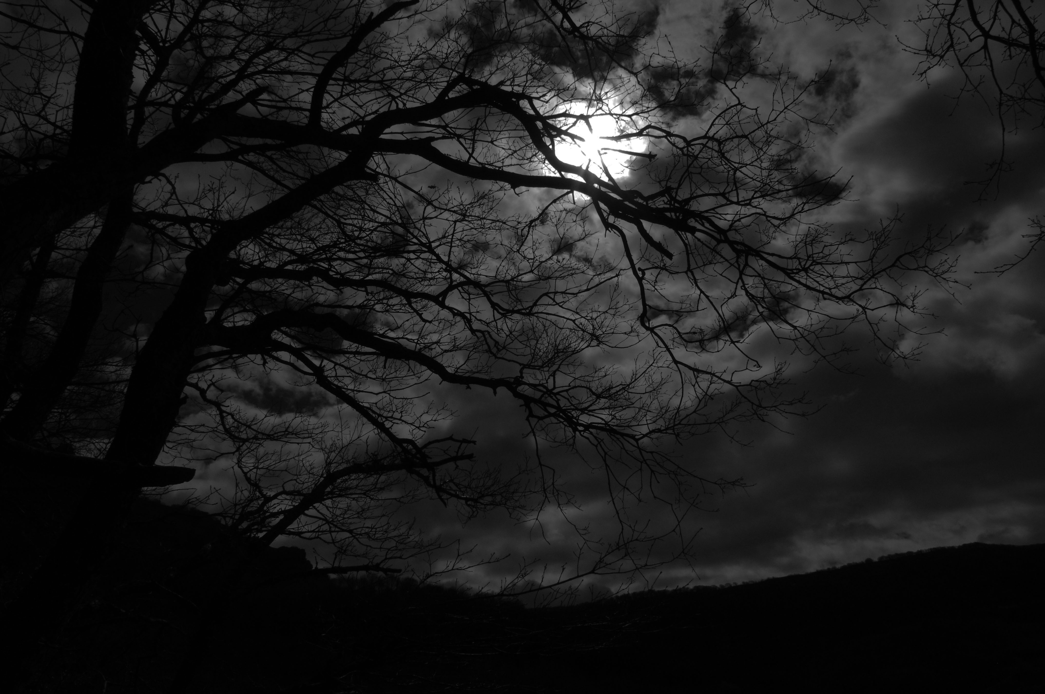 Free photo: Dark - Nature, Orange, Plants - Free Download - Jooinn