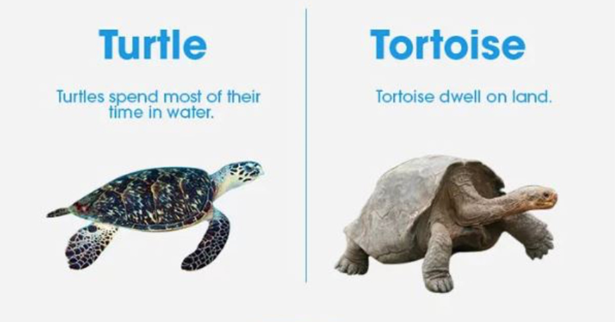 16 Things You Probably Think Are The Same, But Are Actually Different