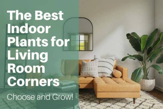 The Best Indoor Plants for Living Room Corners: Choose and Grow