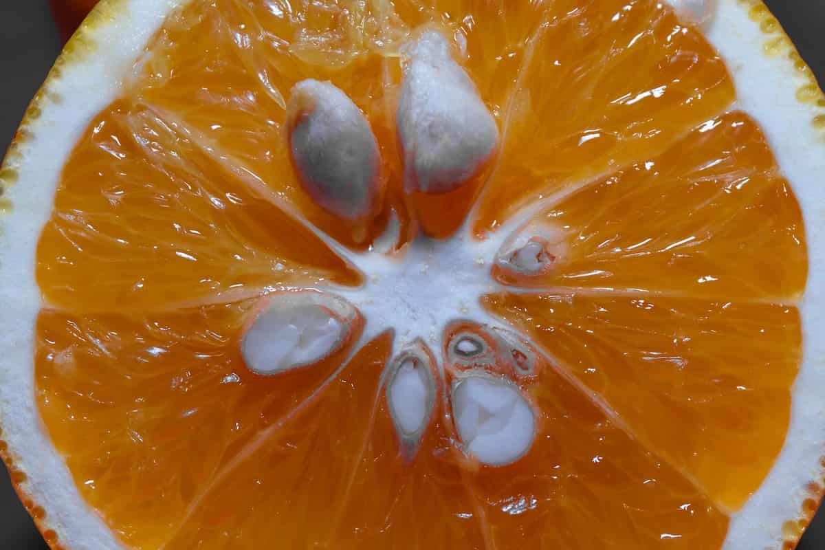 How to Grow an Orange Tree From Seed - Minneopa Orchards