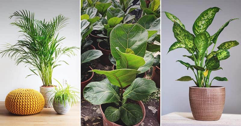 17 Best Indoor Trees for Your Home and How To Care For Them